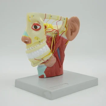 Model Nerwu głowy układ Mięśniowy Człowieka Nerwy naczynie krwionośne Anatomiczny Model Edukacyjna Sprzęt Zasoby Szkoleniowe Medycyny