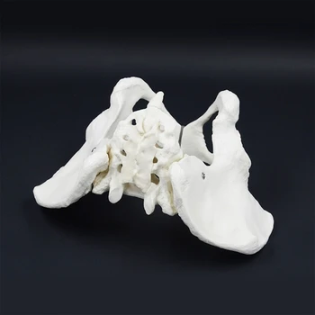 Anatomiczny model miednicy żeńskiej Pokazuje sacrum Krętego kość Loboc kręg Lędźwiowy kości ogonowej do warunków klinicznych 10 x 669 x 551 cala
